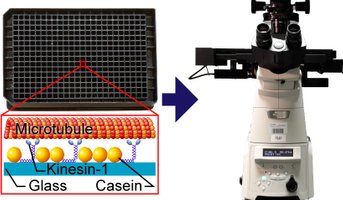 Collage illustrating experimental set-up for automated readout of motility assays in 384-well plates